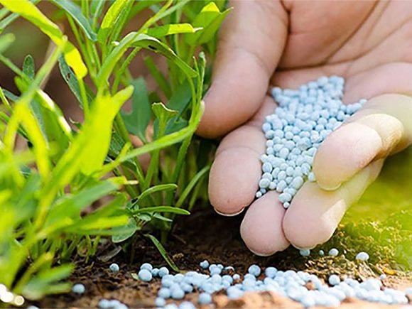 کودهای شیمیایی کشاورزی — کوددهی پای بوته