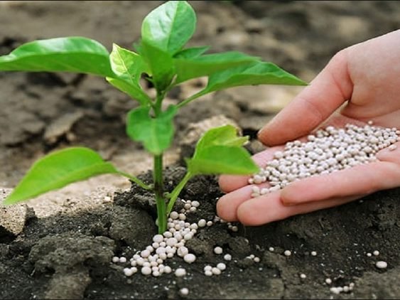 کودهای شیمیایی کشاورزی — کوددهی نشا